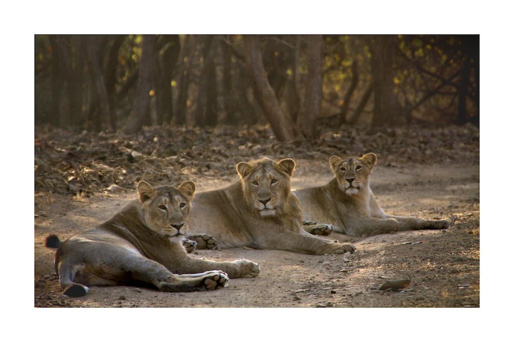 Asiatic Lion Lodge Sasan Gir Exterior photo